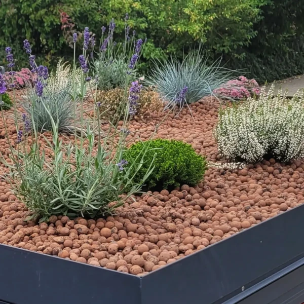 Dachbegrünung im Detail – Lavendel und Heide auf der Fahrradgarage